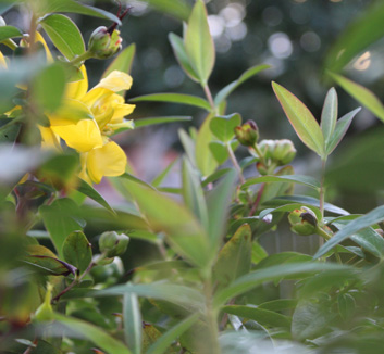 Yellow Loosestrife